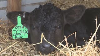 KELO cow cam