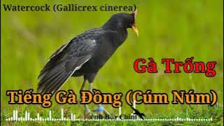 Tiếng Gà Đồng (Cúm Núm) Chuẩn, Bản Đánh Thòng Ban Ngày - Water Cock Call Song | Kênh Bẫy Chim