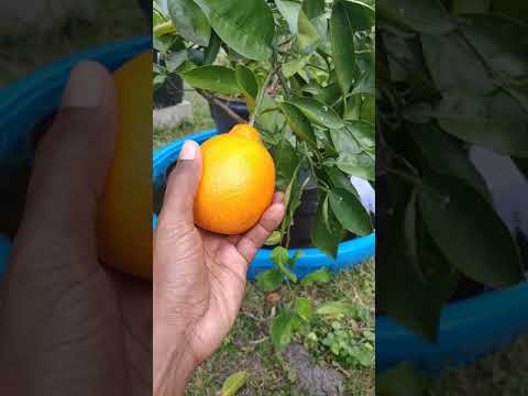 Honey 🍊 Bell tangerine/orange !