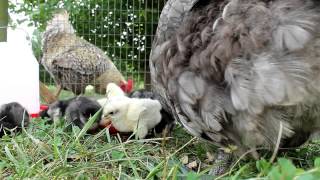 Relax and Enjoy Watching Our Sweet Blue Orpington Hen with 21 Baby Chicks