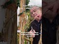 How to prune a wisteria  #climbingplants  #gardening #gardens #gardentipsforbeginners #wisteria