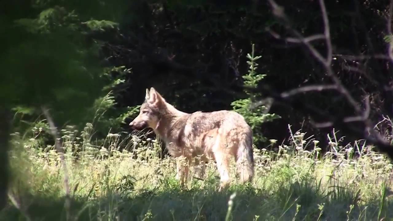 Wolf biologist captures wolf pup pack howling YouTube