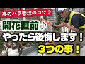 【バラの育て方】春のバラ管理のコツ♪開花直前♪やったら後悔します！3つの事！（2022年5月6日）