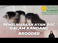 PEMELIHARAAN AYAM DOC DALAM KANDANG (BROODER)