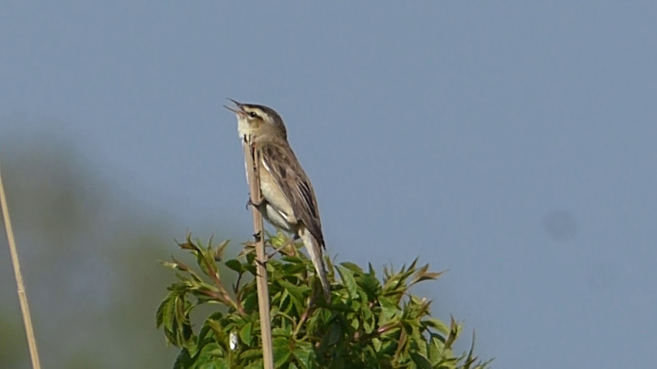 Sedge Warbler singing in Brandon 