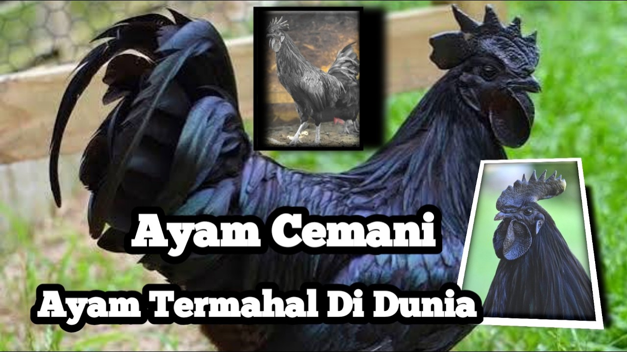 Ayam Cemani,Ayam Langka Termahal Di Dunia⁉️