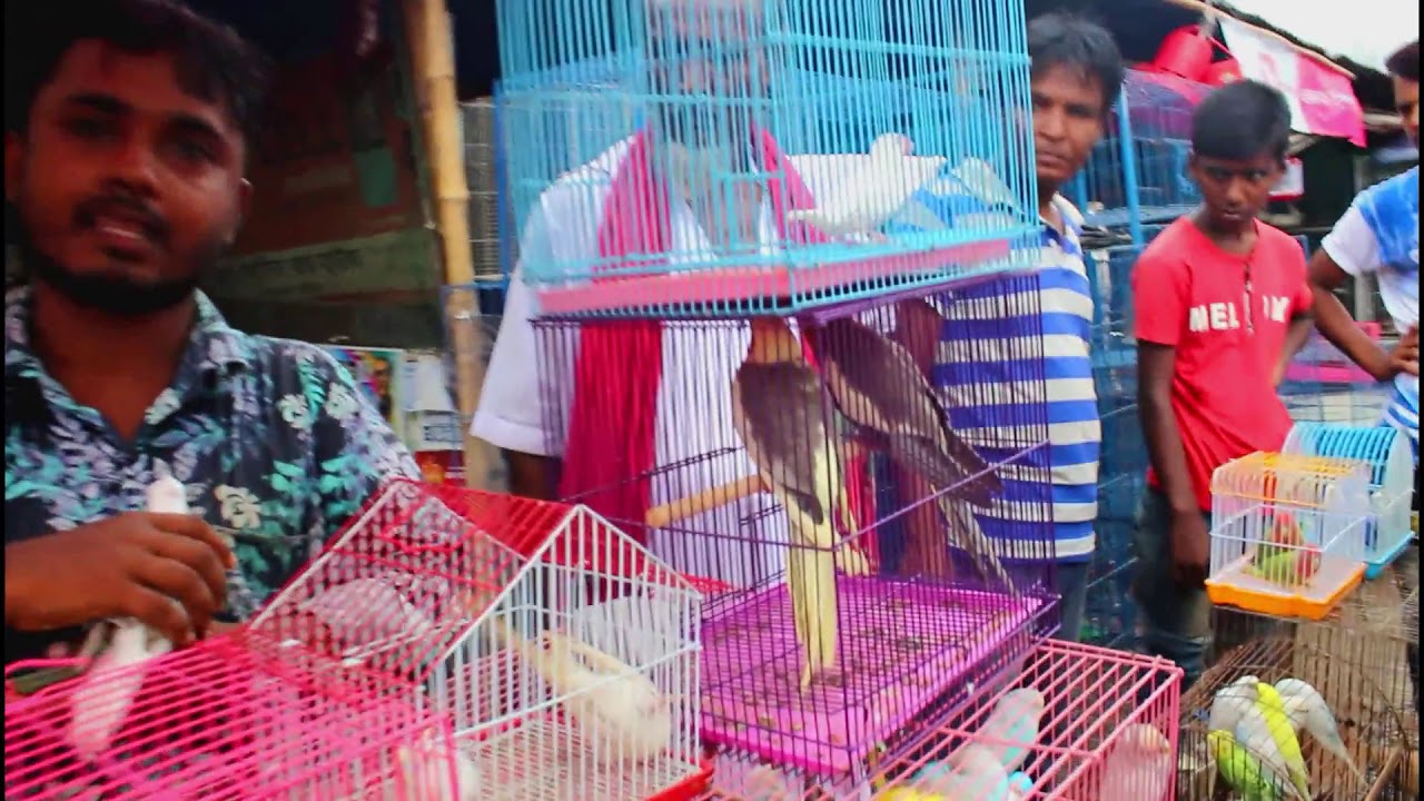 Biggest bird market in Bangladesh Prince Bird Bird Price YouTube