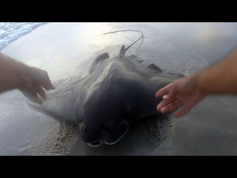 HOW TO BEACH a Big Sting Ray On the Surf - STINGRAY Fishing On Your Own