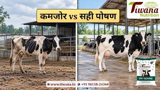 Dry Bovine Cattle Feed | Proper Nutrition During the Dry Period | Tiwana Feed