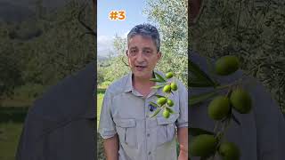 Quando È Il Momento Migliore Per La Raccolta Delle Olive? Dipende...