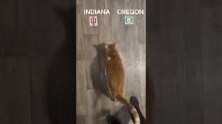 Cat predicts the winners of COLLEGE FOOTBALL matchups! | WEEK 7 #shorts #bigten #football #cat #sec