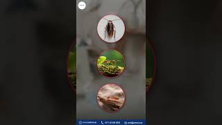 Cockroaches, Ants, or Termites? Stop the Infestation with Pestora Dubai!