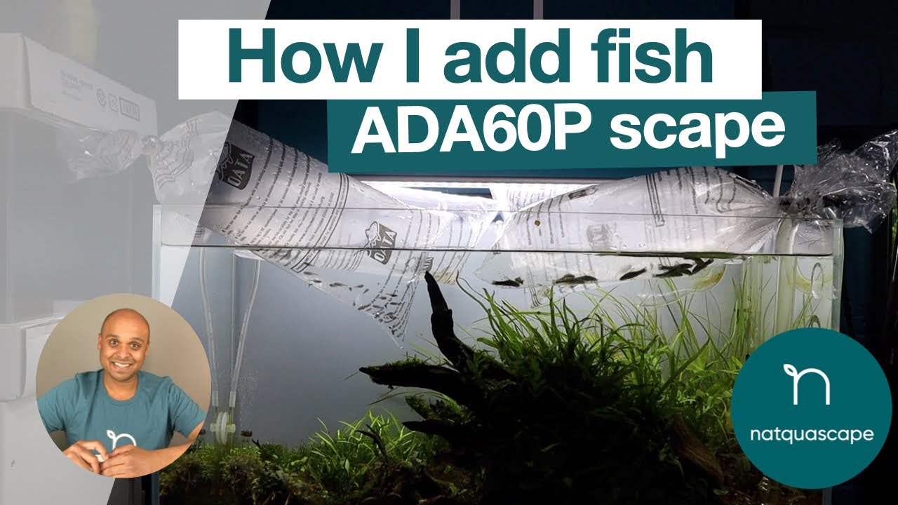 Adding fish to the ADA 60P - YouTube