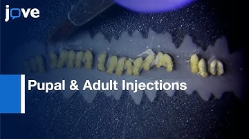 Pupal & Adult Injections For RNAi & CRISPR Gene Editing In Nasonia vitripennis l Protocol Preview