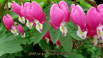 راحة نفسية وتدبر في قرائة ماتيسر من سورة الزمر بصوت فضيلة القارئ المُقرئ : ربيع عبد الخالق