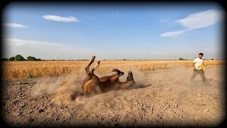 1-ДОНЧАК ОТ СОТИЛАДИ! ОНЛАЙН ОТ БОЗОР! ДОНСКАЯ ЛОШАДЬ!