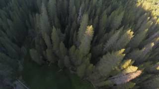 Skyward X 210 Prototype - Tree Diving Full Video