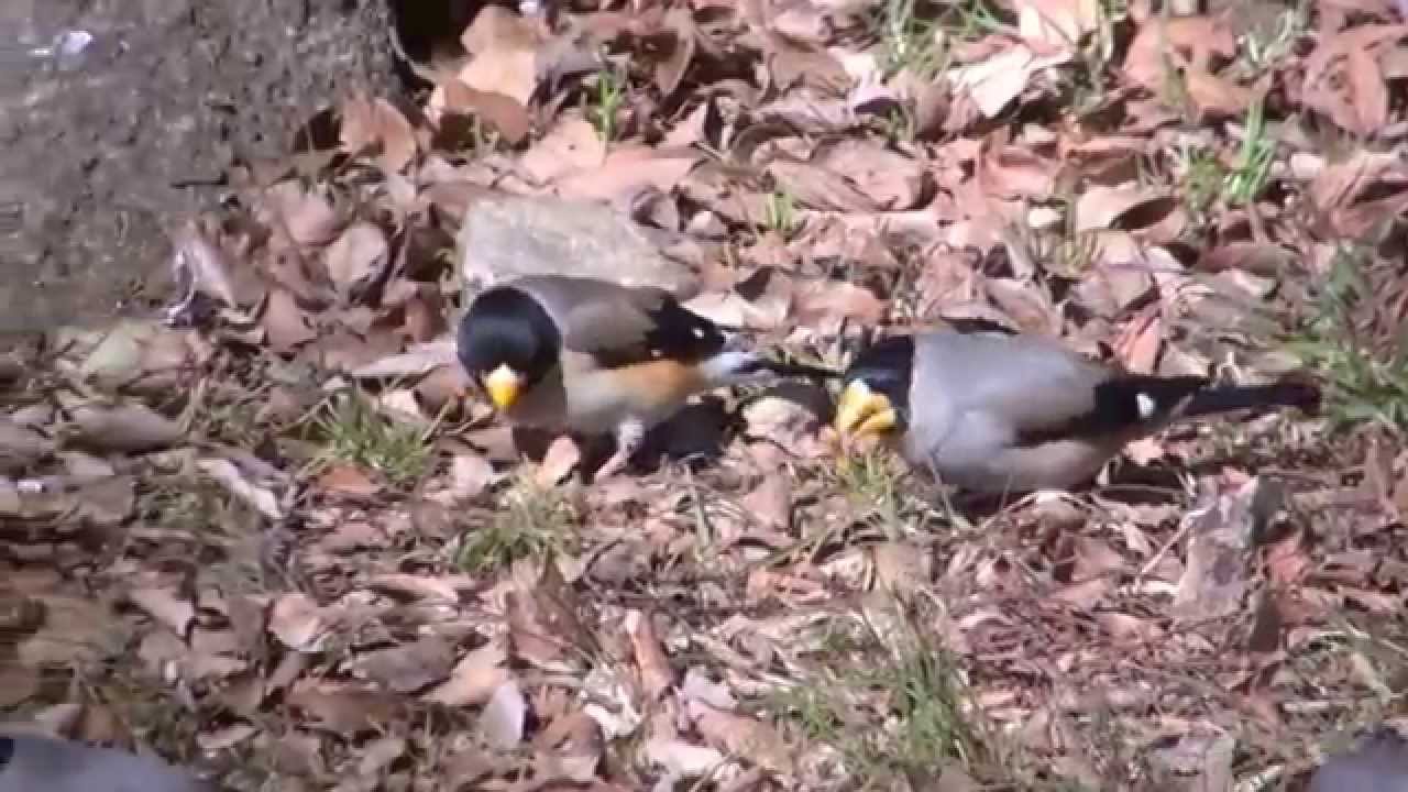 野鳥撮影・ コイカル Yellow-billed Grosbeak 