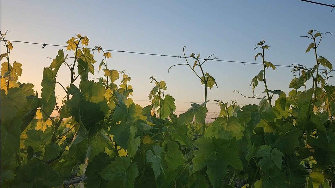 العنب البناتي (طومسون) بداية الموسم استطالة العناقيد/التفطير/التسميد والرش 2023