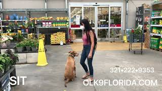 2 Yr Old Pit Hound Mix Lexie Orlando Dog Trainer Central Florida Dog Trainer