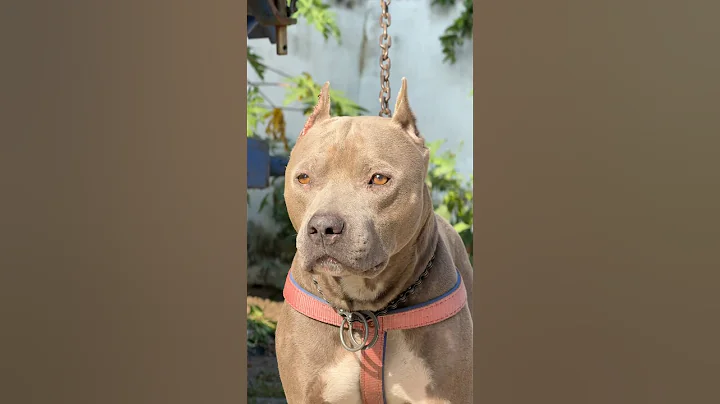 “9 dogs that can end you in seconds🐕 🐅” #facts #animals #americanbully #pitbull #rottweiler #dog