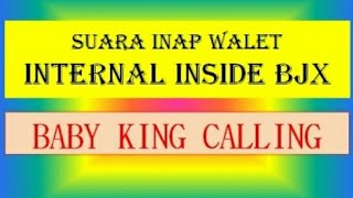 Suara Inap walet 'Baby King Calling'