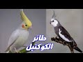 تغريد طائر الكروان او كوكتيل Chant du calopsitte