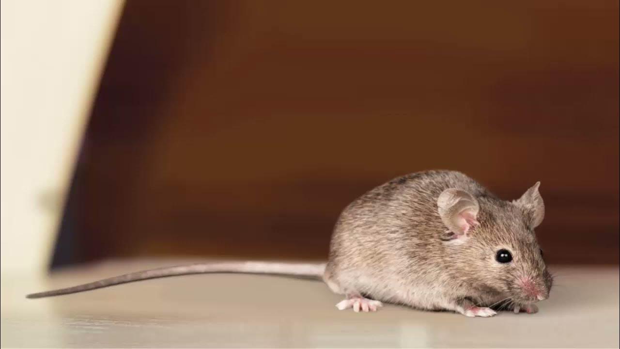 MOUSE KILLER ON KILL MICE Very High Pitch Sound Noises Mouse and Rat Repellent ( 5 Hours