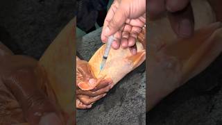 American Red Crap Fish Injection #shorts