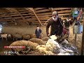 В Гунибском районе началась стрижка овец