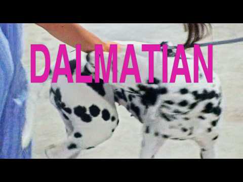 Dhruv - Dalmatian (Official Video)