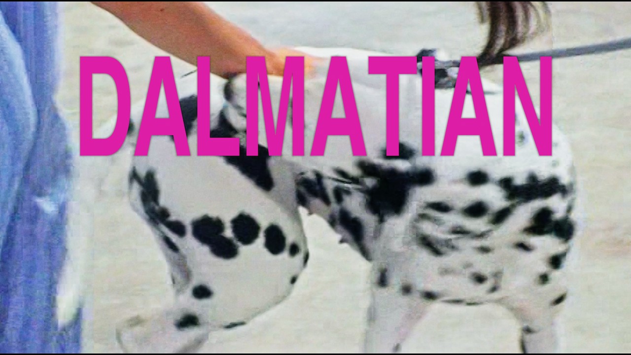 Guarda Dhruv - Dalmatian (Official Video) su YouTube Guarda Dhruv - Dalmatian (Official Video) su YouTube