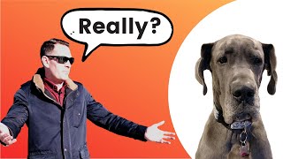 RIDICULOUS Questions & Comments Great Dane Owners Hear! by Great Dane Care 10,862 views 3 years ago 3 minutes, 11 seconds