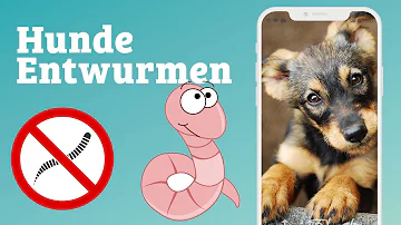 Welche Uhrzeit Hund entwurmen?