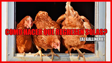 ¿Se pueden dejar solas las gallinas durante una semana?