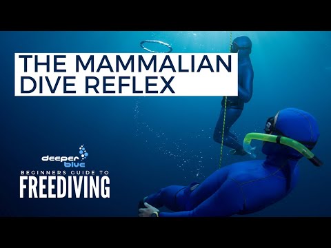 The Mammalian Dive Reflex - The Beginners Guide To Freediving