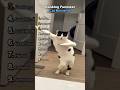 ranking funniest cat moment #cat #foryou #funny #like #subscribe