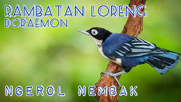 Masteran suara burung RAMBATAN LORENG DORAEMON