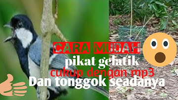 Cara mudah pikat gelatik batu dengan mp3 dan tonggok jantan.