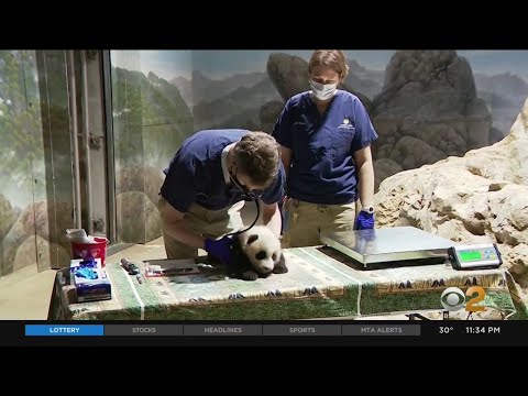 Video: Pet Scoop: Valsts zooloģisko dārzu vārdi Panda Cub, viens no pasaules niknākajiem suņiem
