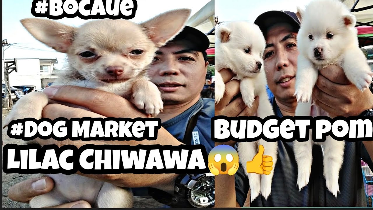 #Bocaue Petmarket#Dog market#lilac chiwawa wow! budget Pomeranian 😱👍❤️