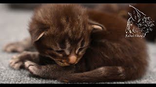 Introducing Litter Gamma | NORWEGIAN FOREST KITTEN