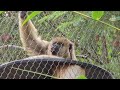 WILD Howler Monkey Encounter!