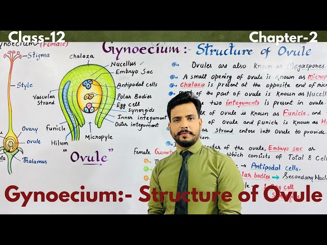 Structure Of Ovule(बीजाण्ड की संरचना)class-12/chapter-2/ Sexual Reproduction in flowering plants class=