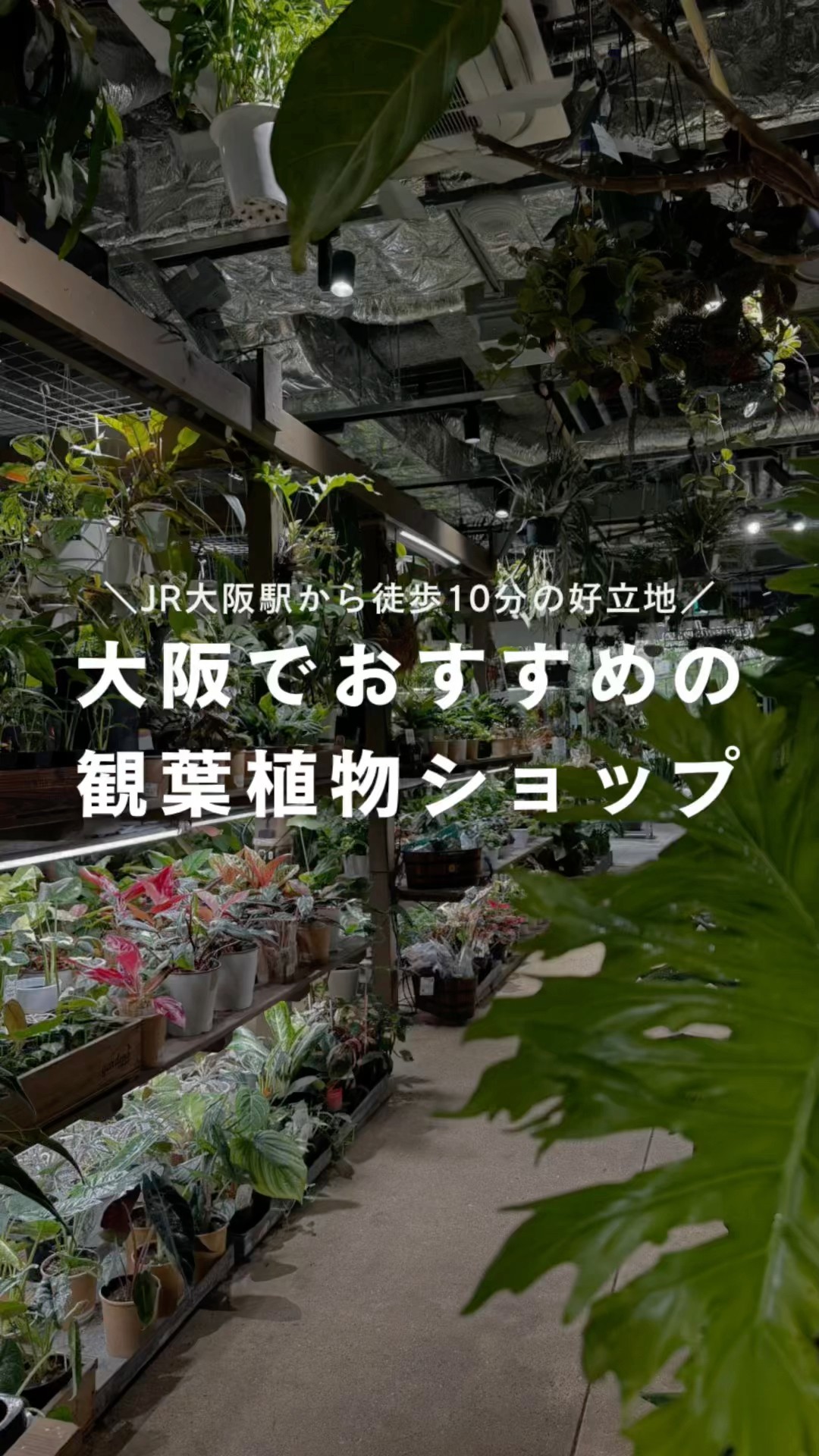 Recommended gardening stores] If you're in Osaka, check these out