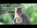 Мартышка интересные факты