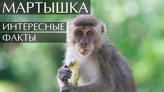 Мартышка интересные факты