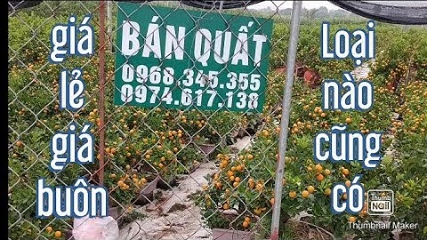 Quất tết 2021 - 2022 quất chum, quất thế, quất vò, quất chậu nhựa