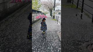 The Last Days of Sakura 🌸 Petals Falling, Roads Turning Pink #DailyJapan#Sakura2026#PeacefulMoments