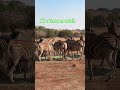 Sometimes peace looks like this… 🦓🌿”#wildlife #zebra #nature #animals #peaceful #naturelovers